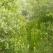 Forest in Narsarsuaq, South Greenland
