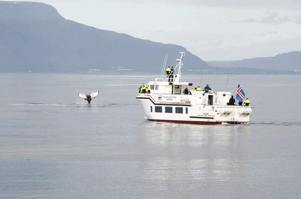 Whale watching tour in Reykjavik