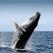 Jumping humpback whale in Iceland