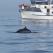 Whale watching tour in Reykjavik