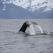 vertical fin of a diving whale