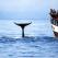 Vertical fin of a humpback whale