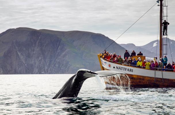 Whale watching in Iceland