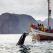 Whale watching in Iceland
