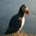 Iceland - Puffin