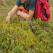 Iceland - picking berries
